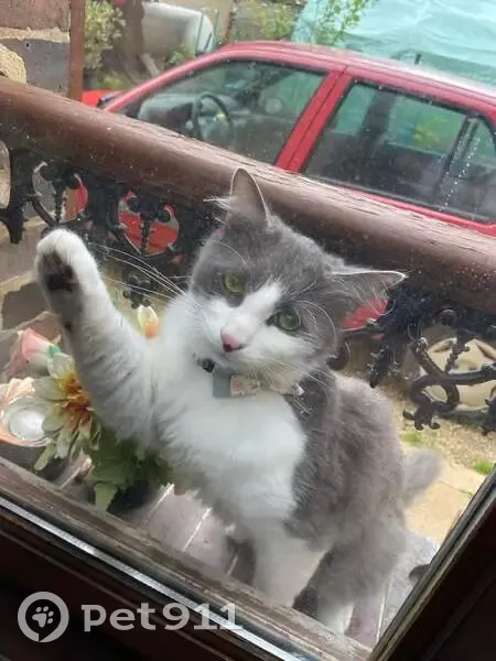 Chat gris-blanc perdu à Venizy - photo