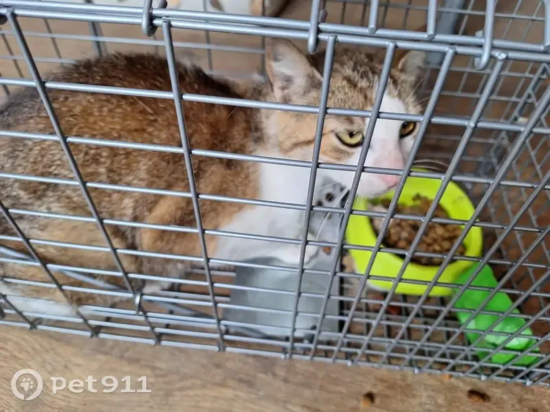 Chat roux/blanc trouvé à Ouzouer - photo