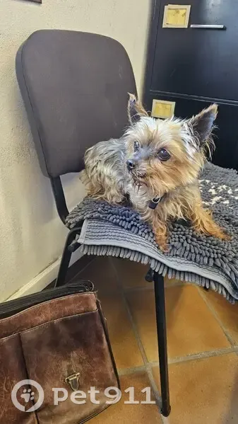 Chien perdu à Opio retrouvé - photo
