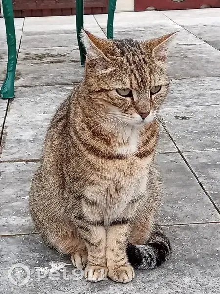 Chatte grise beige perdue à La Rochette - photo
