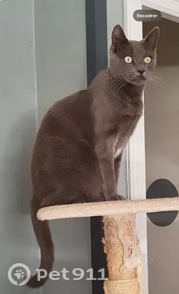 Chat gris Titan disparu - photo