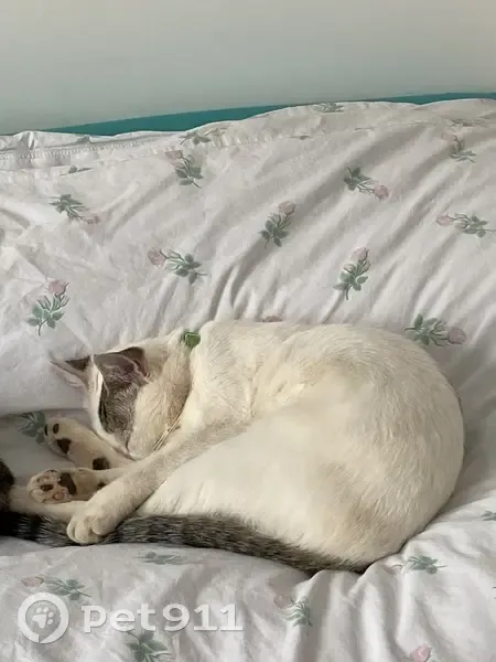Chatte fidèle disparue au Luc - photo