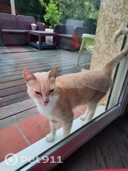 Chat crème et blanc trouvé - photo