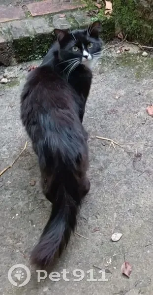 Chat noir et blanc perdu à Achicourt - photo