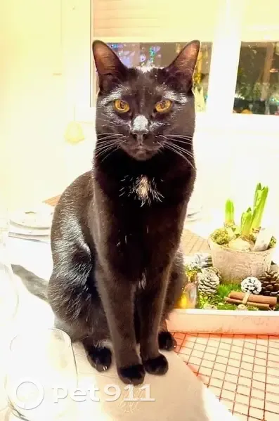 Chat noir perdu à Chauvry - photo