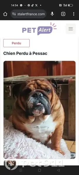 Chien perdu à Pessac, Rue 99 - photo