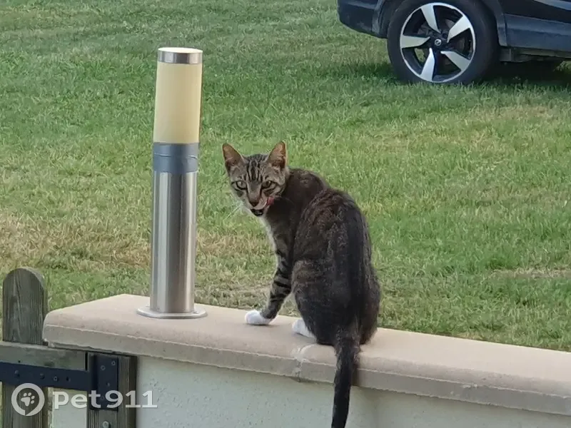 Chatte maigre trouvée à Graveson - photo