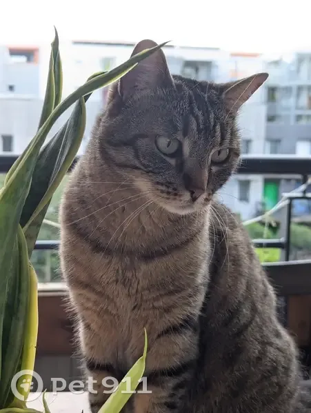 Chatte tigrée perdue à Grenoble - photo