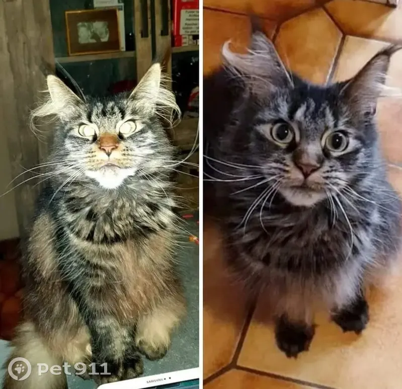 Chatte Maine Coon perdue à Douvrin - photo