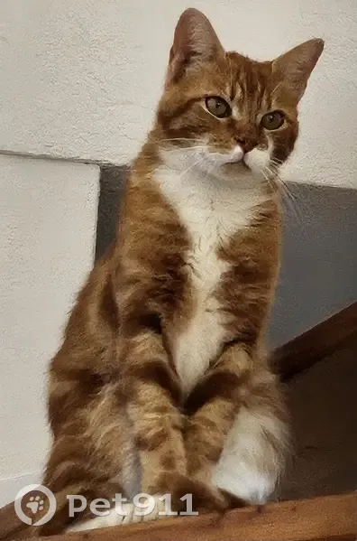 Chat roux perdu près de A42 - photo