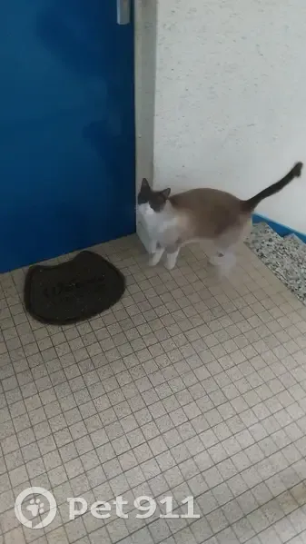 Chat de 7 kg perdu à Rennes - photo