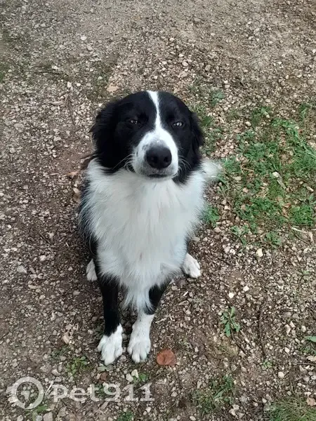 Chien noir et blanc trouvé à Feuillade - photo