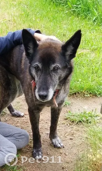 Fidji, Malinois âgée perdue - photo