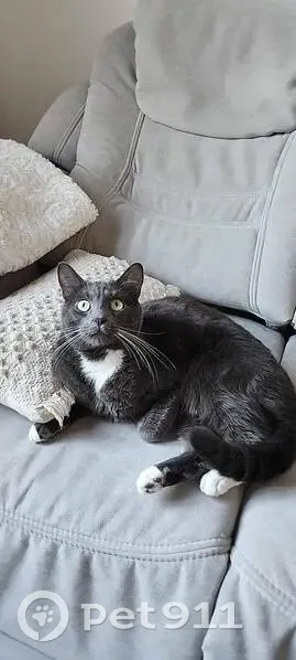 Chat disparu Garçon, Aniche (fl514029) - photo