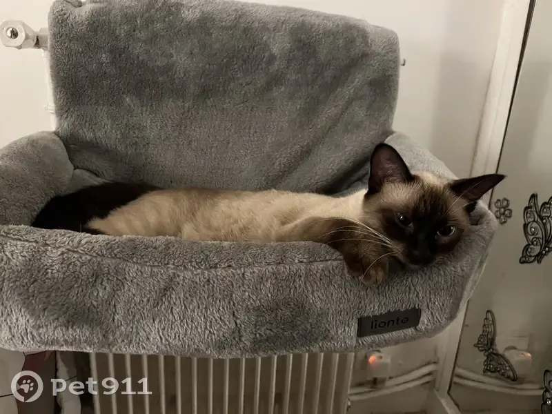 Chat disparu Fille, Saint-Maur-des-Fossés (fl514042) - photo
