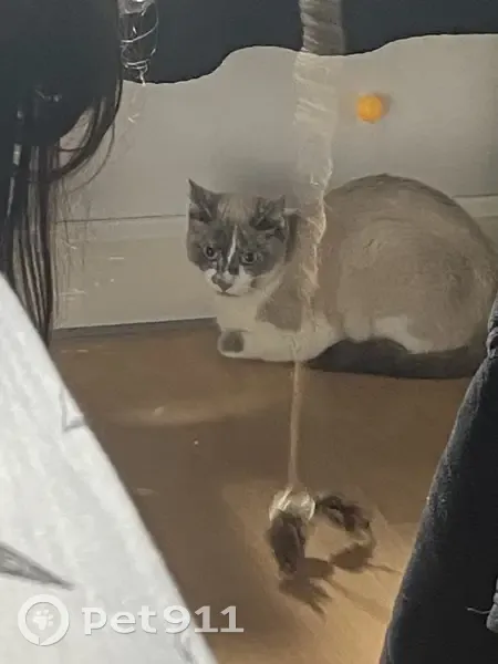 Chat disparu Fille (fl514045) - photo