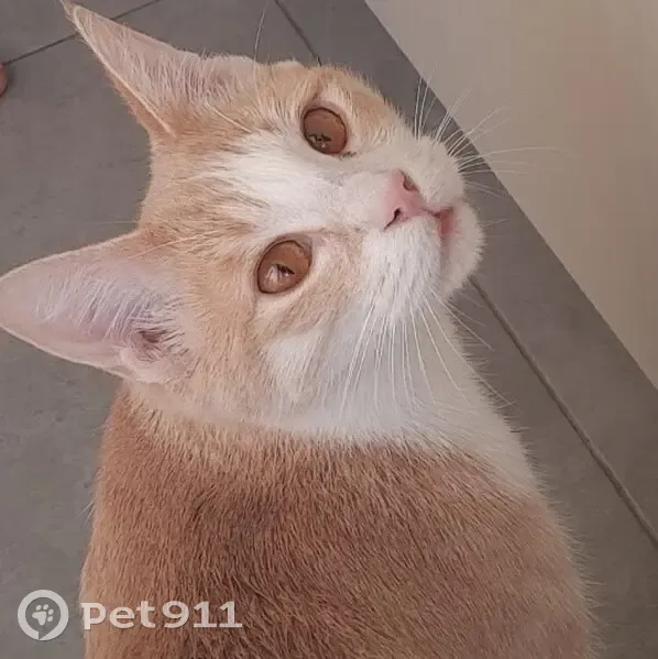 Chat disparu Garçon, Lyon (fl514047) - photo