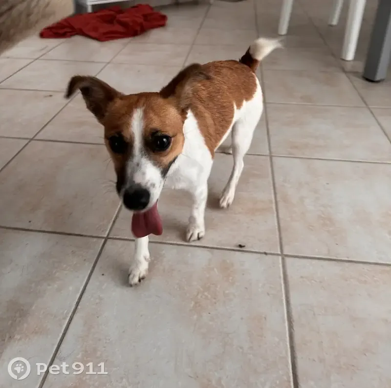 Chien trouvé, Daoulas (ff514048) - photo