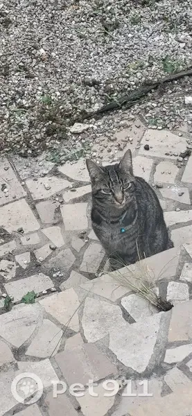 Chat gris et blanc trouvé à Rouen - photo