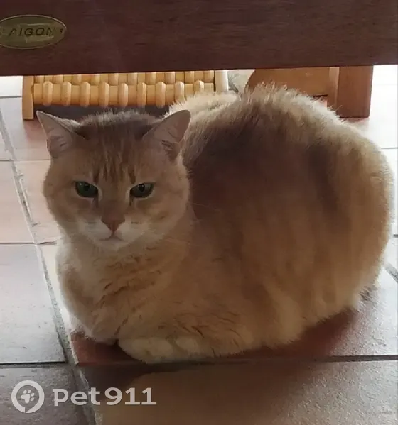 Chat Roux Disparu à Vourles - photo