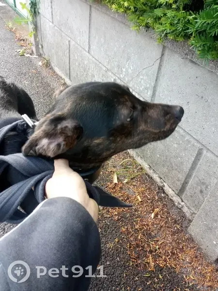 Chiot perdu avec collier récupéré - photo