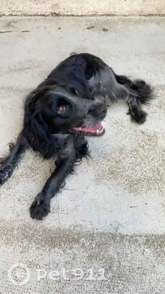 Chien setter trouvé à Cervione - photo