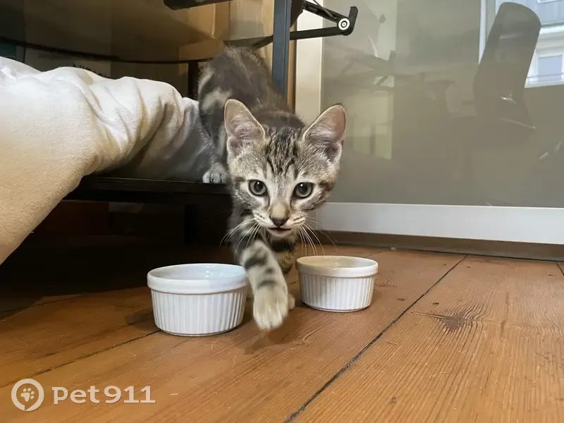Chaton tigré trouvé à Lomme - photo