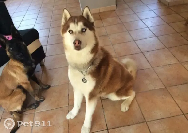 Husky Loky perdu à Quintenas - photo