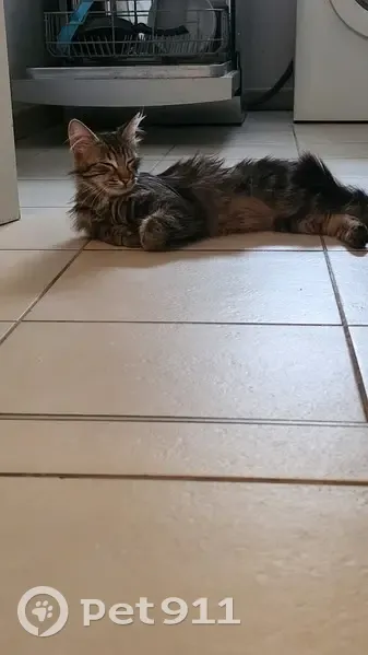 Chat tigré trouvé à Juncasse, 38 - photo
