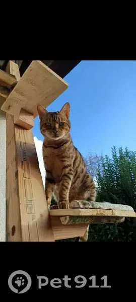 Chat Bengal Yoda perdu à Toulouse - photo