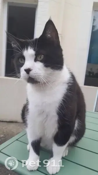 Chat noir/blanc perdu à Laval - photo