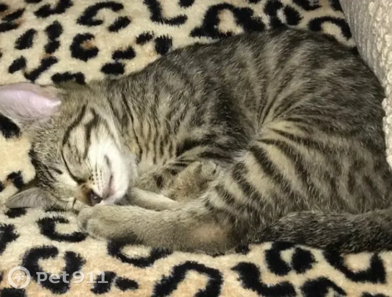 Chaton gris-blanc perdu à Rainans - photo