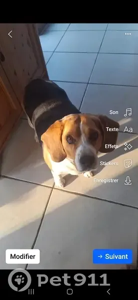 Chien perdu à Dolomieu #437 - photo