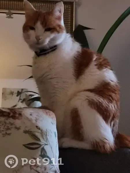 Simba disparu à Pessac - photo