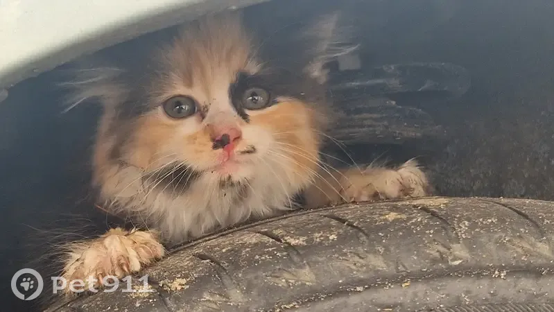 Chat trouvé à Laneuveville - photo