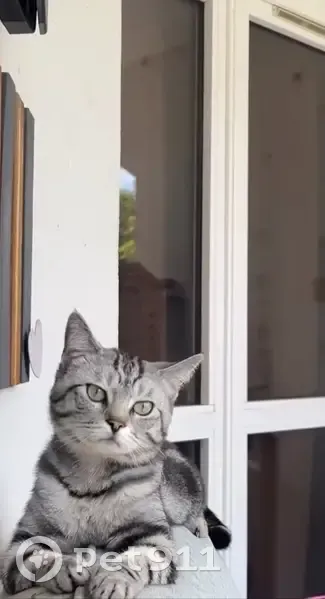 Chat tigré perdu à Amiens - photo