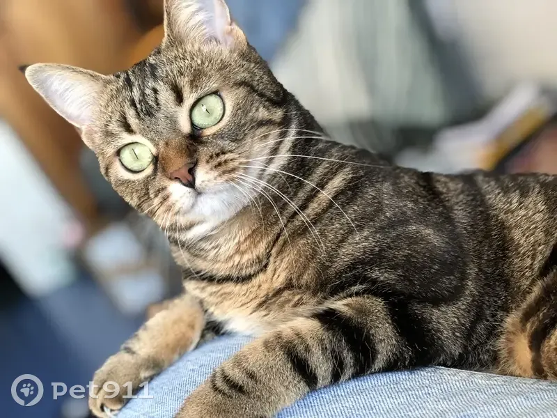 Chat peureux disparu à Saint-Malo - photo