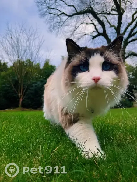 Chat Ragdoll perdu à Nantes - photo