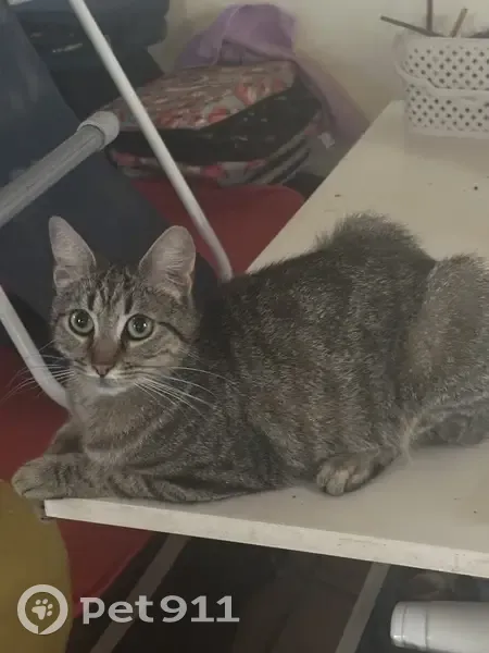 Chatte sociable trouvée à Lunel - photo