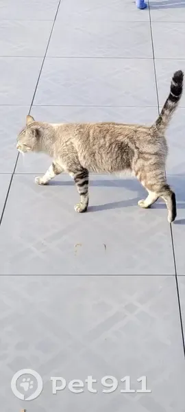 Chat européen perdu à Vignoc - photo