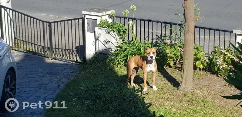 Chien errant à Saint-Nazaire - photo