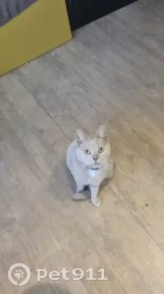 Chatte Neva perdue à Roncq - photo
