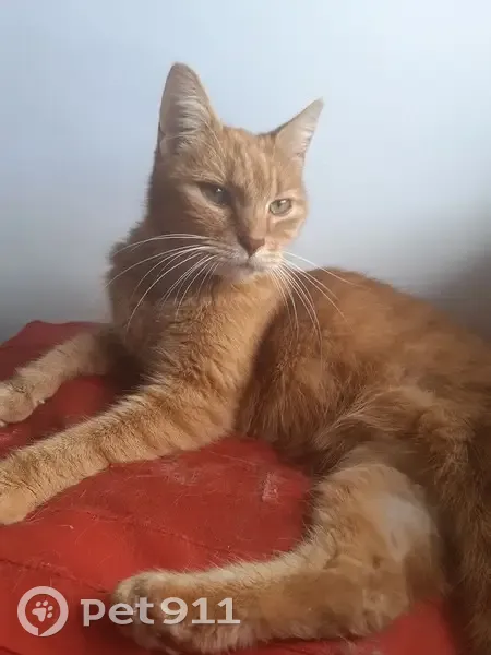 Chat roux castré trouvé à Courrières - photo