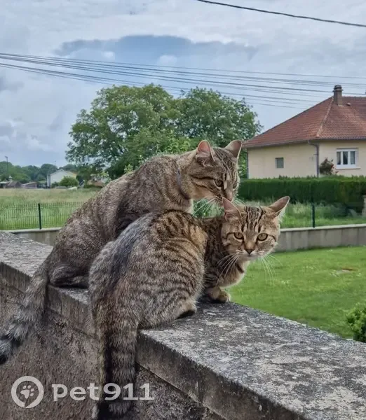Chat Peach disparu à Montigny - photo