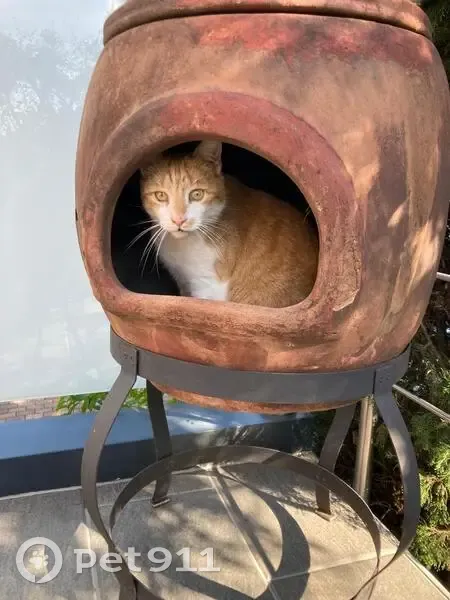 Chat Roux-Blanc Perdu à Bolsenheim - photo