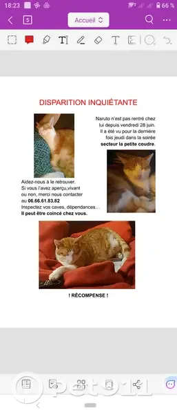 Chat roux disparu à La Petite Coudre - photo