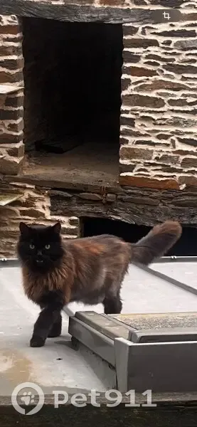Chat errant à Guer adopté - photo