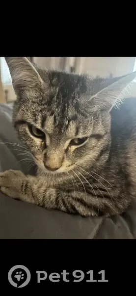 Chat gris perdu à Aubagne - photo