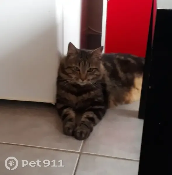 Chat tigré 5 kg perdu à Thônes - photo
