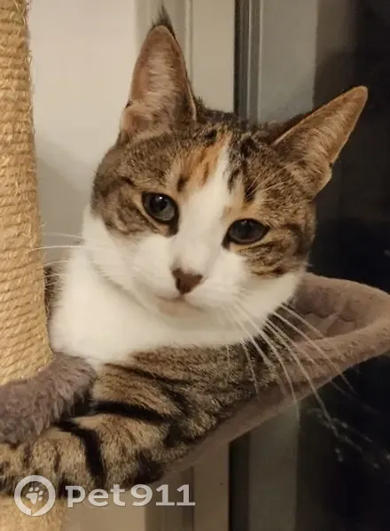 Chatte tigrée perdue - La Roche - photo